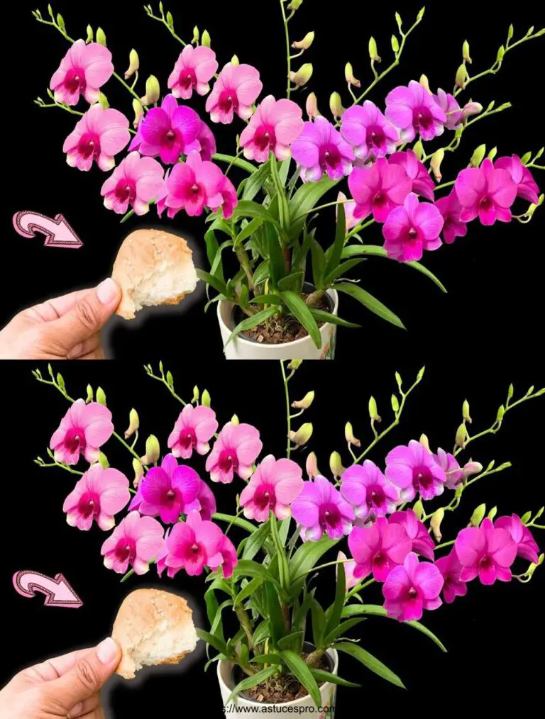 ¡Cien veces más fuerte que el fertilizante! Sólo un uso para orquídeas de flores durante 1 año