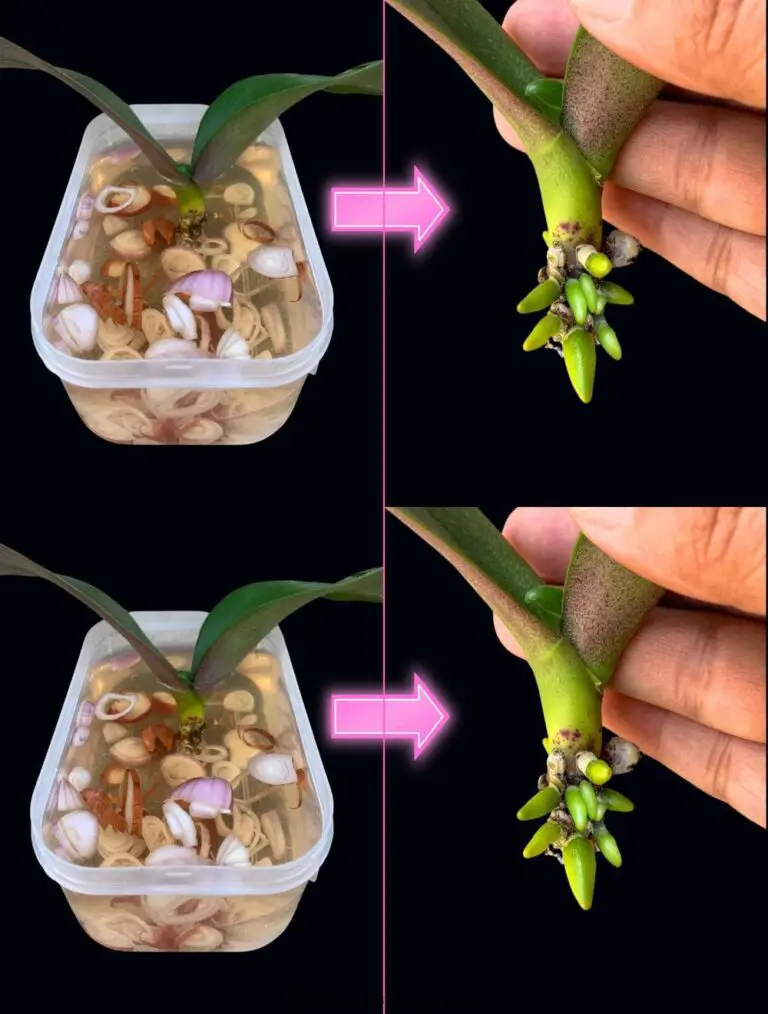 Descubre el secreto mágico para enraizar rápidamente las orquídeas frágiles