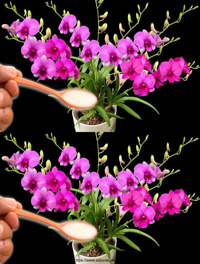 ¡Derramé una cucharada en las raíces! De repente, las orquídeas florecen muchas flores mágicas.