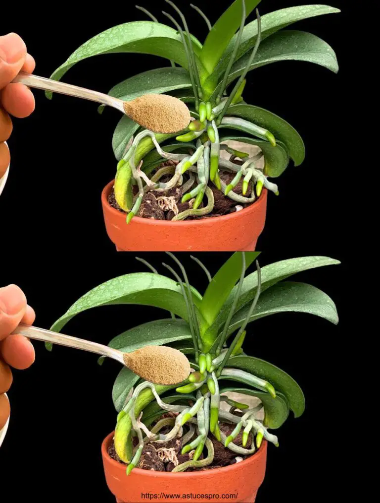 ¡Despierta la absorción! Las orquídeas crecen 10 veces más rápido.