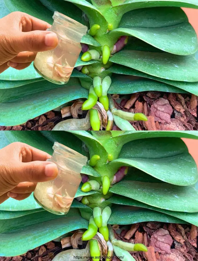 La antigua orquídea de repente tomó raíz y floreció milagrosamente gracias a esta pequeña cosa.