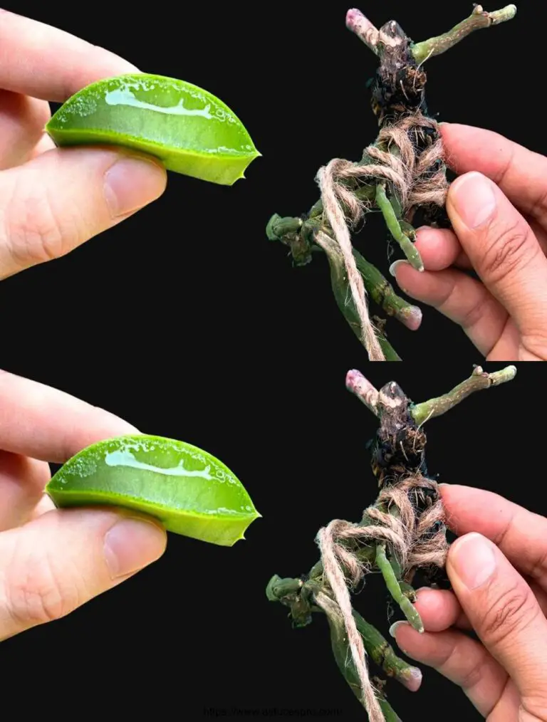 Las raíces de la orquídea y los brotes crecen como nunca antes con este increíble método.