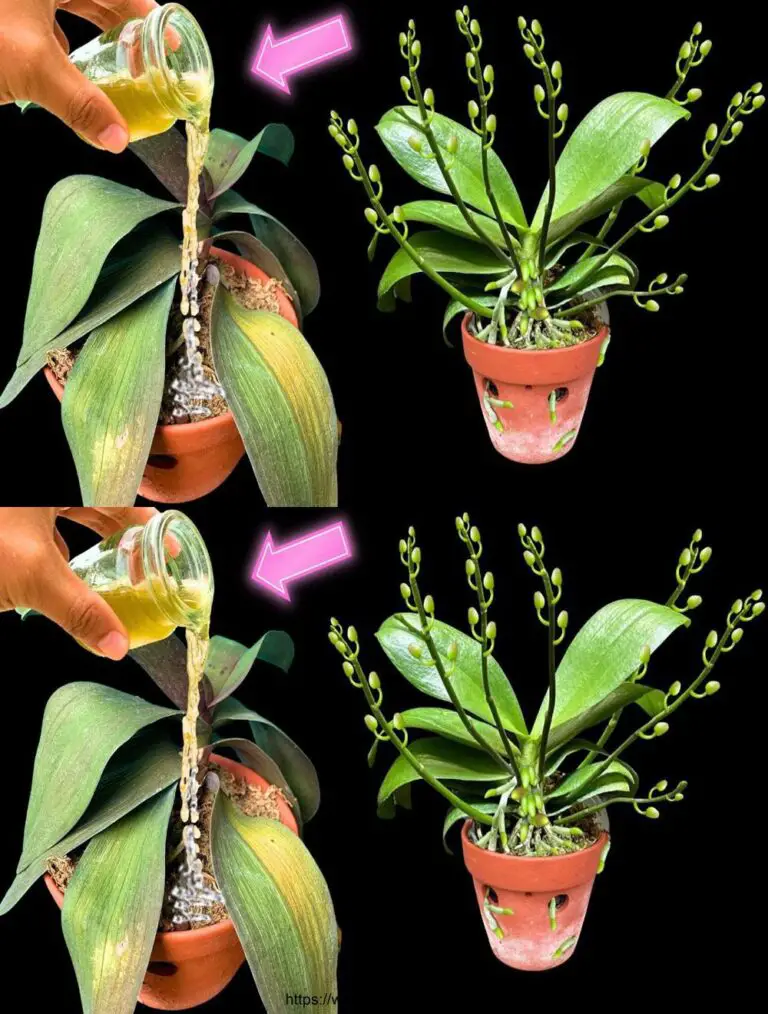 ¡Sólo una taza! Las orquídeas aturdidas continúan creciendo y floreciendo hermosamente.