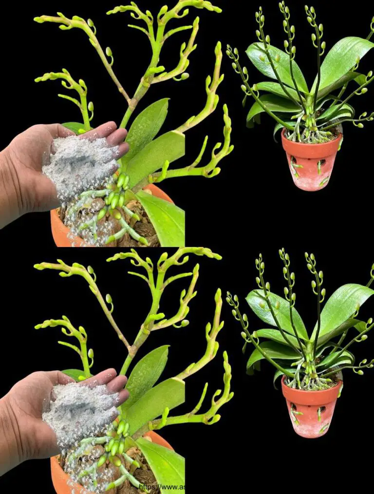 ¡Consigue un pedazo de ese polvo! De repente, las orquídeas florecen continuamente durante un año.