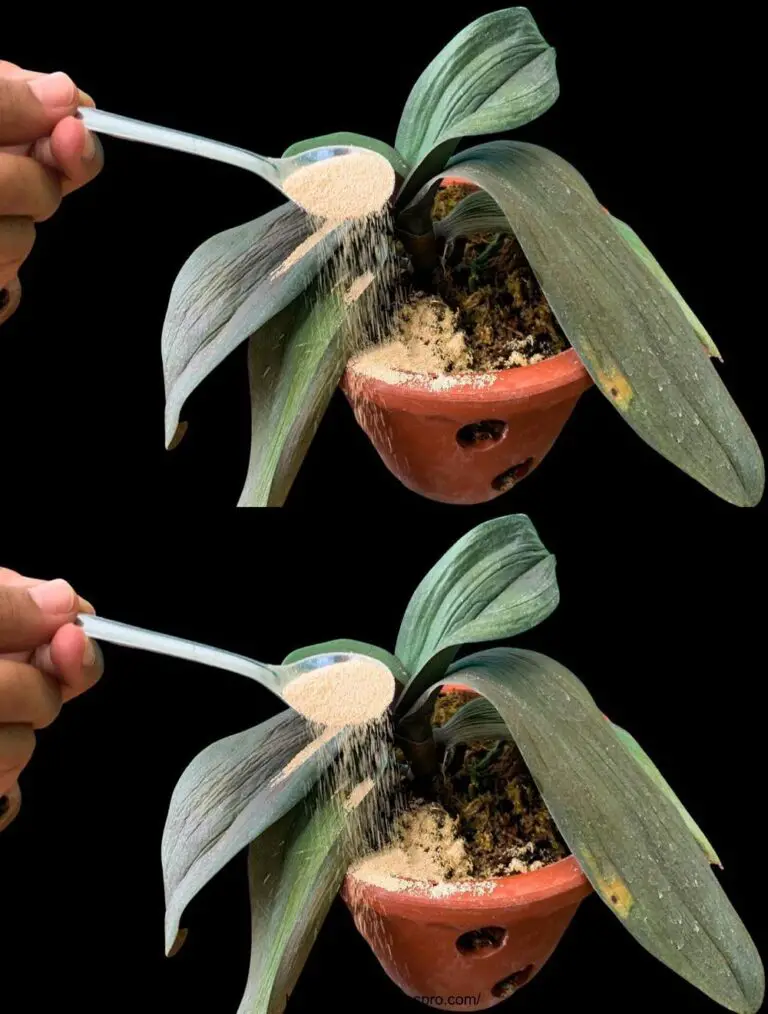 ¡Abono milagroso! Incluso las orquídeas más frágiles crecen y florecen excepcionalmente bien