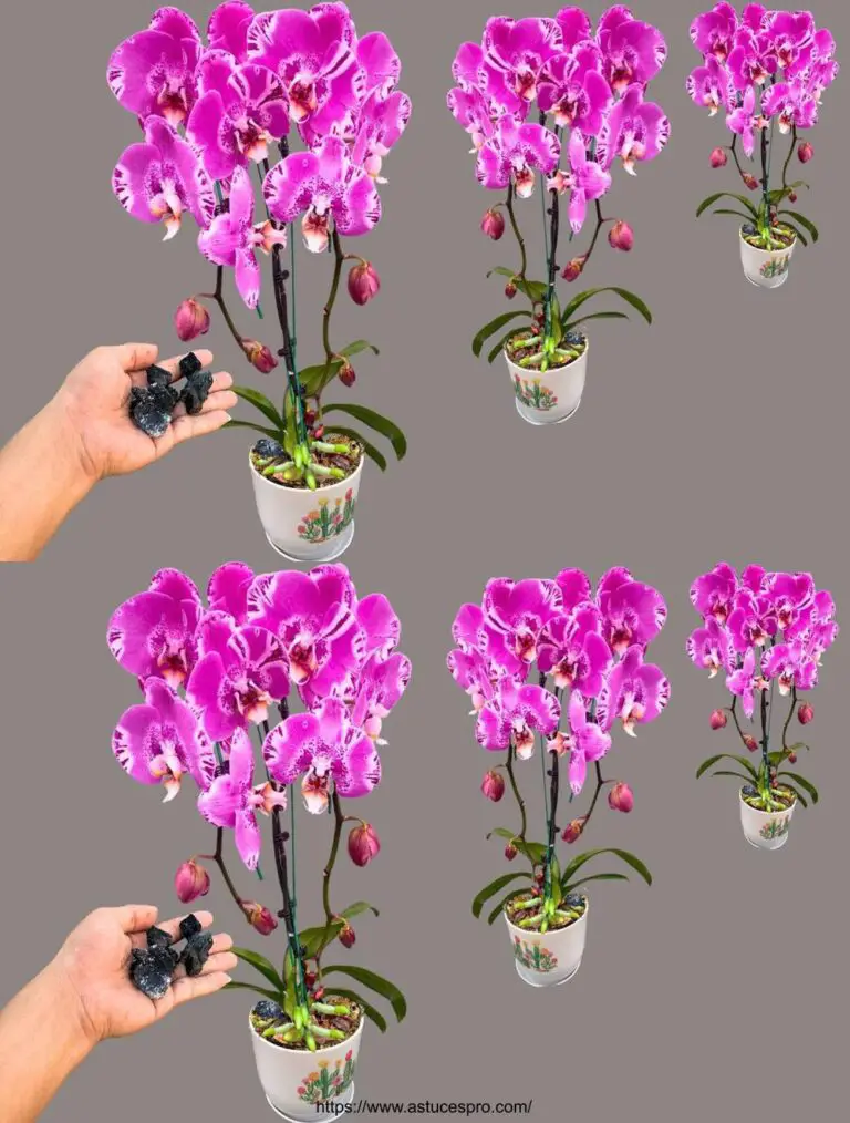 ¡Orden 1 cápsula para cada olla de orquídea! Curiosamente, cada árbol florece hermosamente