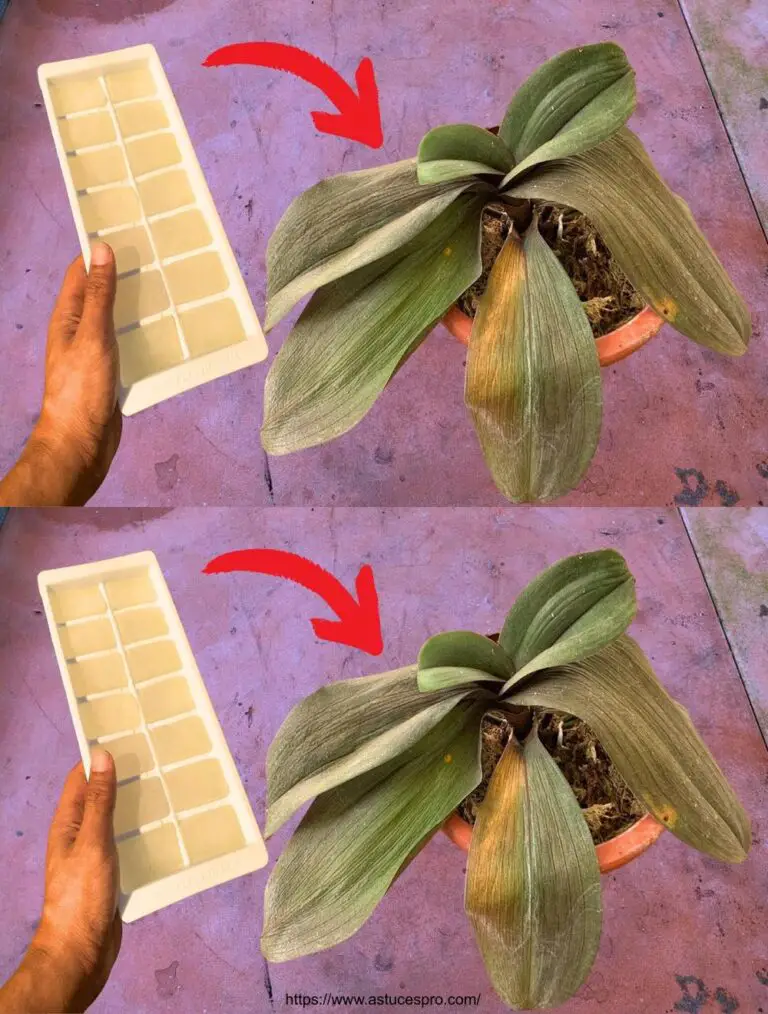 Las orquídeas frágiles crecen rápidamente y florecen gracias a este truco mágico.