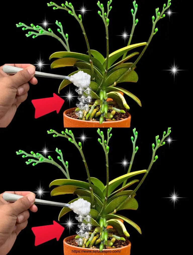 Orquídeas florecen y root constantemente con la magia única de hornear soda