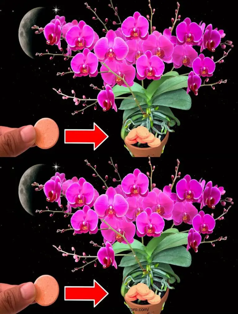 Ponga una cápsula en cada olla de orquídea para el crecimiento mágico y la floración!