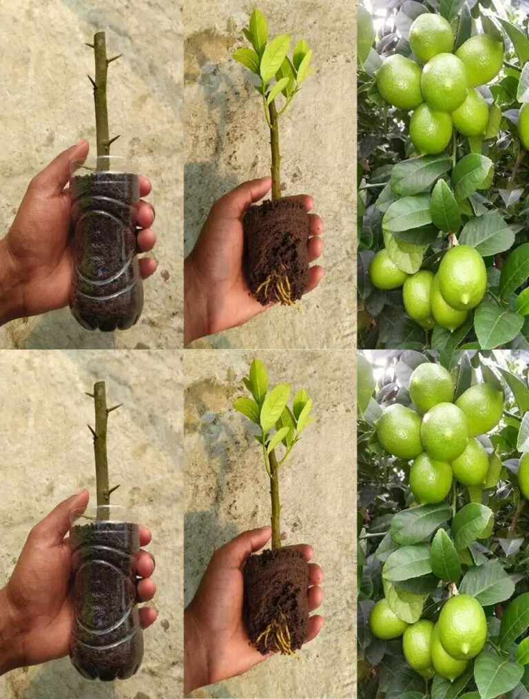 Cómo Probar un árbol de limón en una botella de plástico