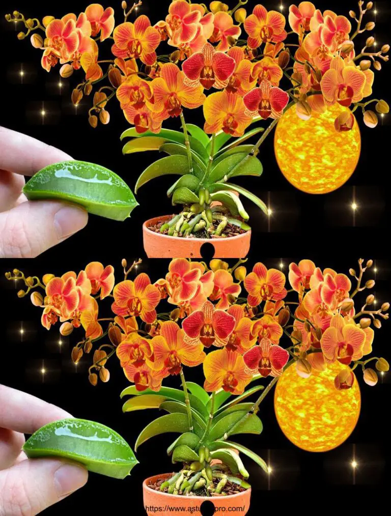 ¡Las orquídeas florecen sin pudrirse! El mejor fertilizante que he visto