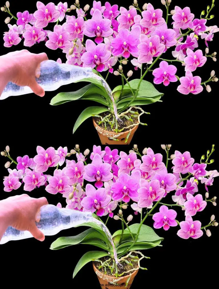 Además, cada orquídea florece con flores y raíces mágicas.