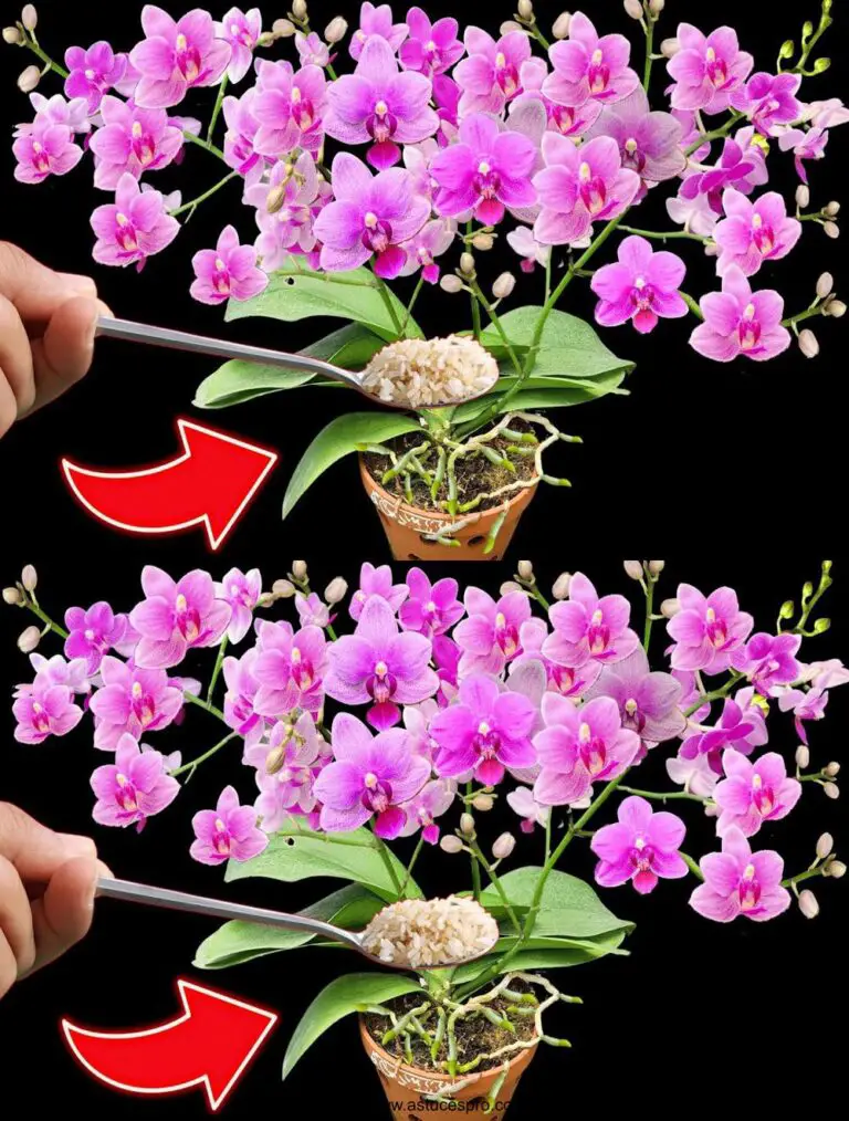 Cómo florecer orquídeas produciendo 100 flores simultáneamente