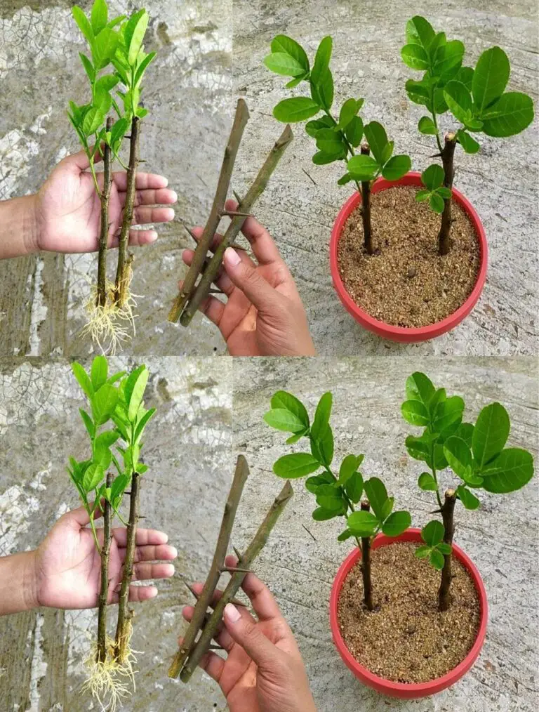 Cómo diseminar un árbol de limón de cortes Cultivar un árbol de limón de cortes