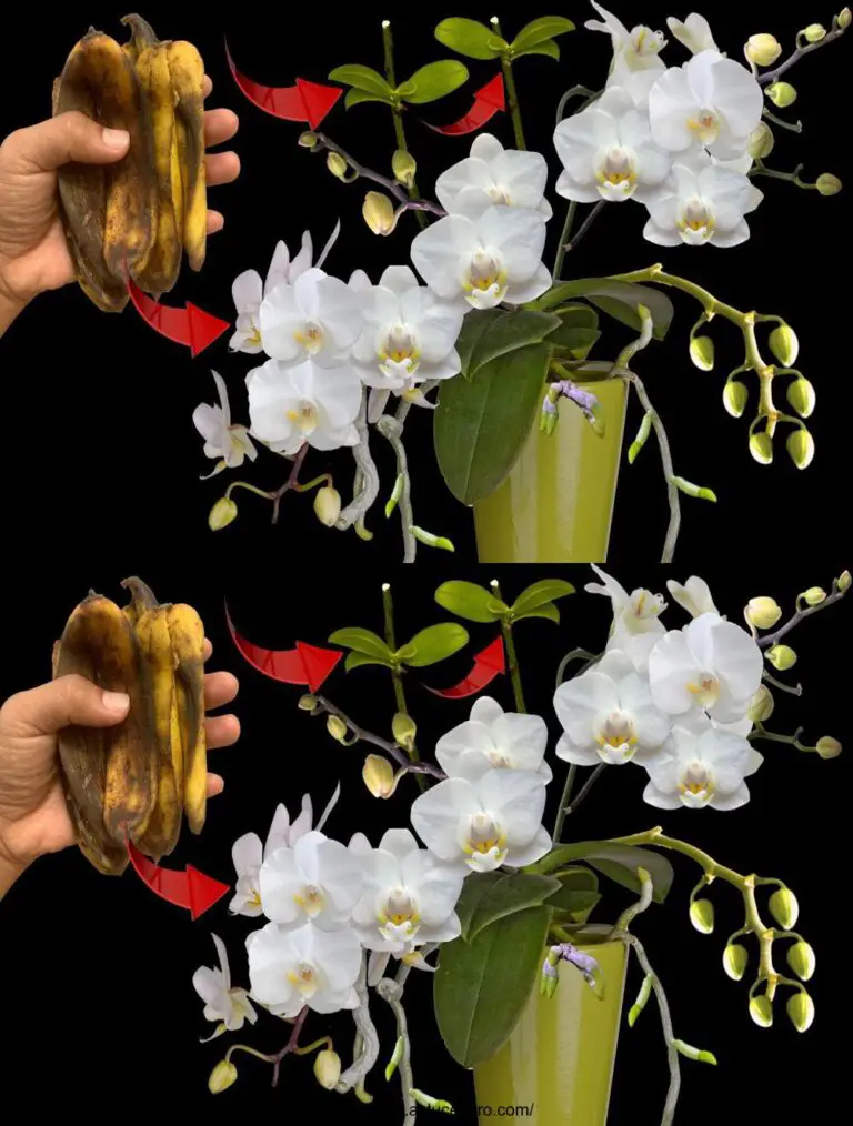 Vía inusual de Flores y Orquídeas burguesas sin otros fertilizantes