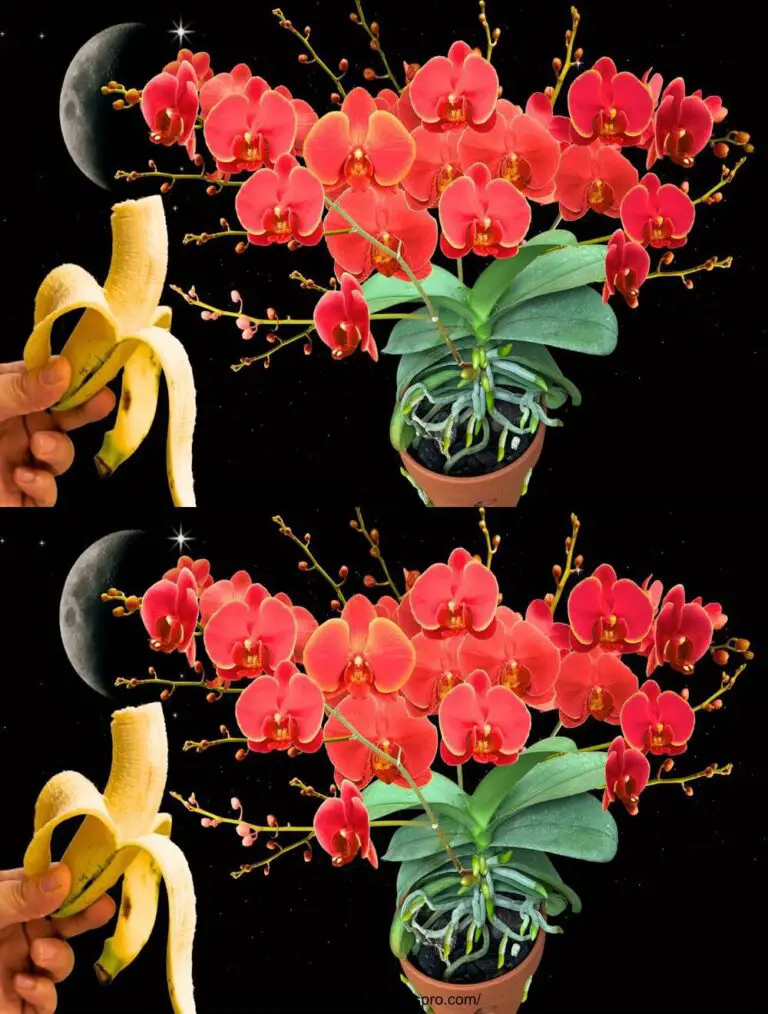 Las orquídeas crecen rápido y florecen excesivamente con sólo 1 plátano.