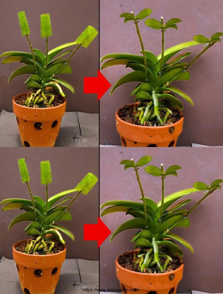 Cómo multiplicar orquídeas de ramas en 3 semanas