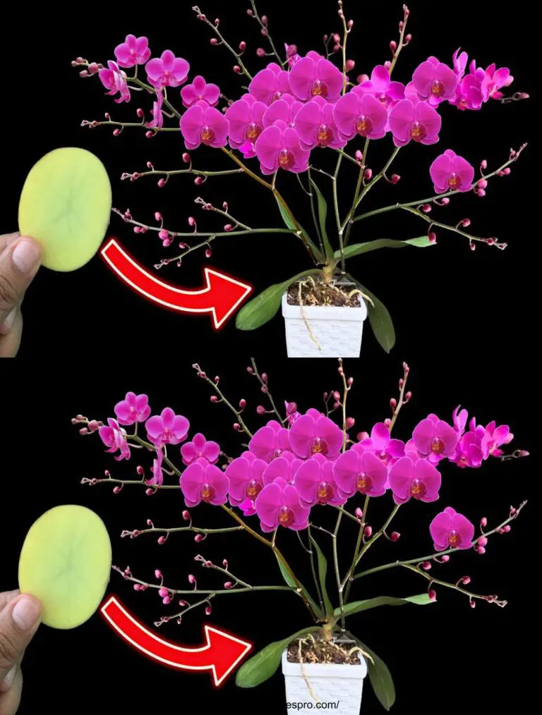 Descubre el secreto para crear 100 flores en la misma rama