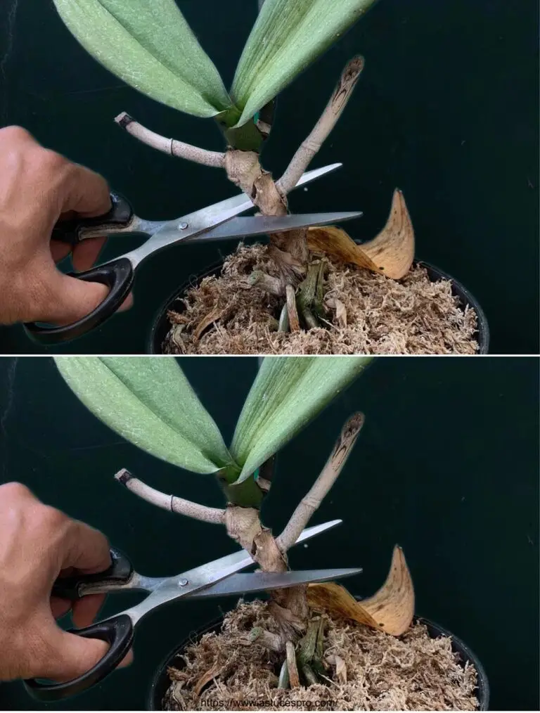 Severing the Orchid Stem: An Amazing Growth