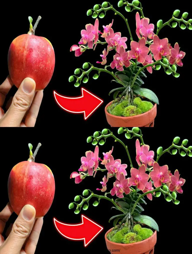 Sólo 1 manzana, todo el jardín florece mágicamente