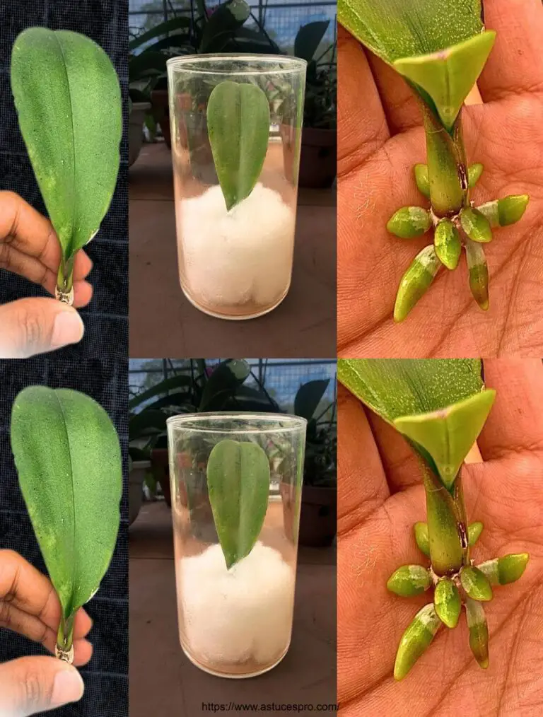 Consejos mágicos para ayudar a una orquídea a una hoja para root inmediatamente y producir muchas flores