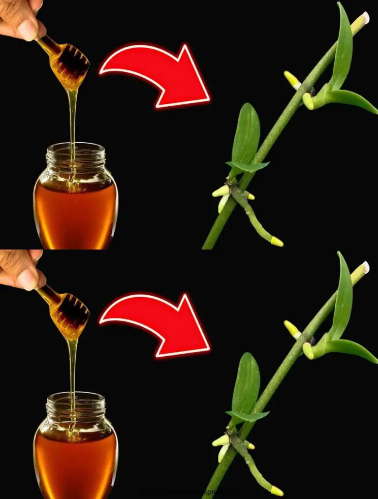 Sólo 1 cuchara, la orquídea crecerá rápidamente muchos descendientes en la rama y florecerá para siempre.