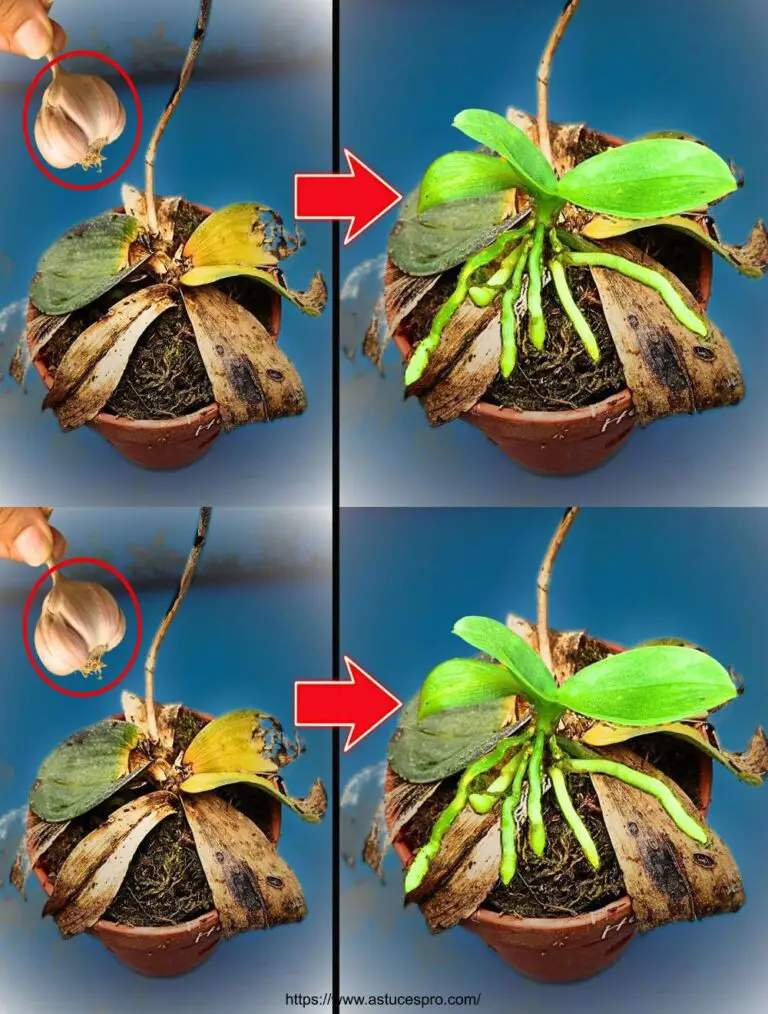 Ajo mágico que renacerá las orquídeas marchitas y los hará crecer llenos de raíces gracias a este método