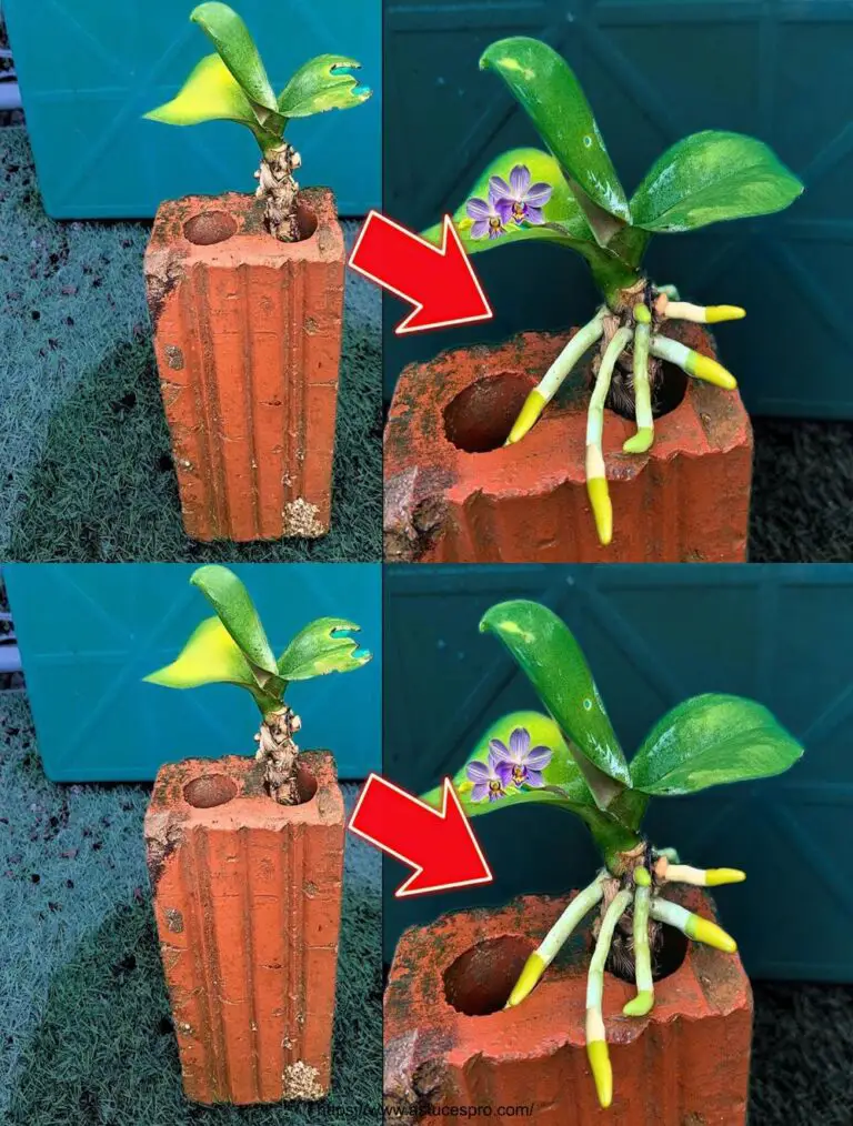 Con sólo 1 coágulo de ajo, orquídeas sin raíces inmediatamente tomar raíz de una manera increíble!