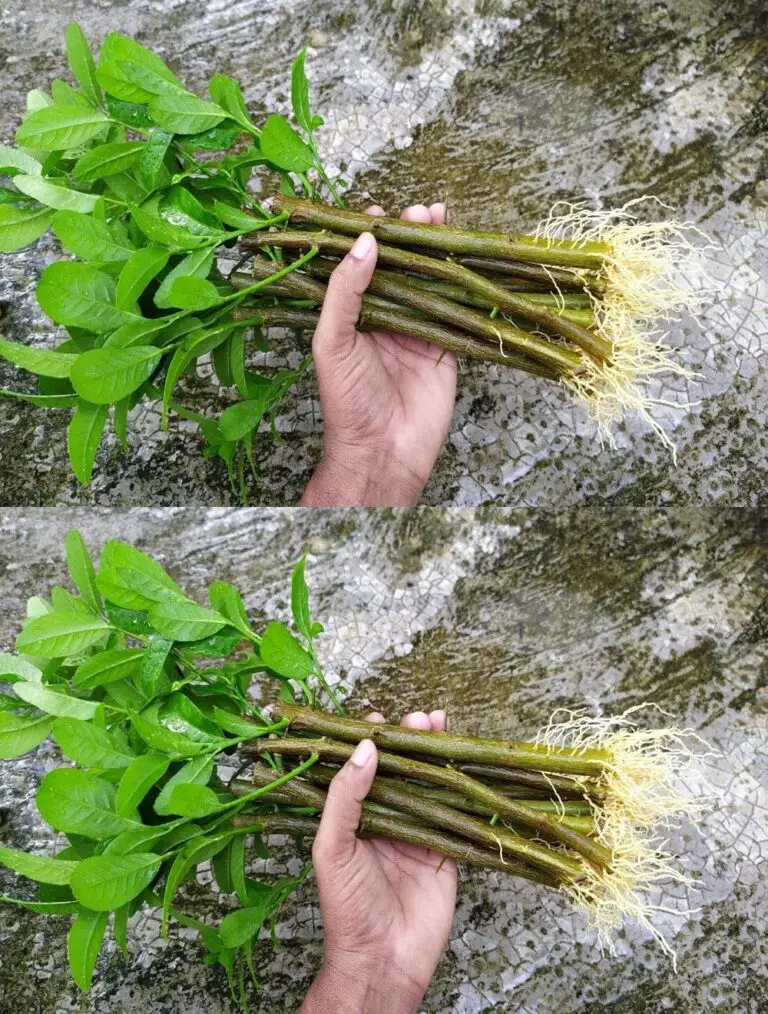 Cómo propagar un árbol de limón de cortes