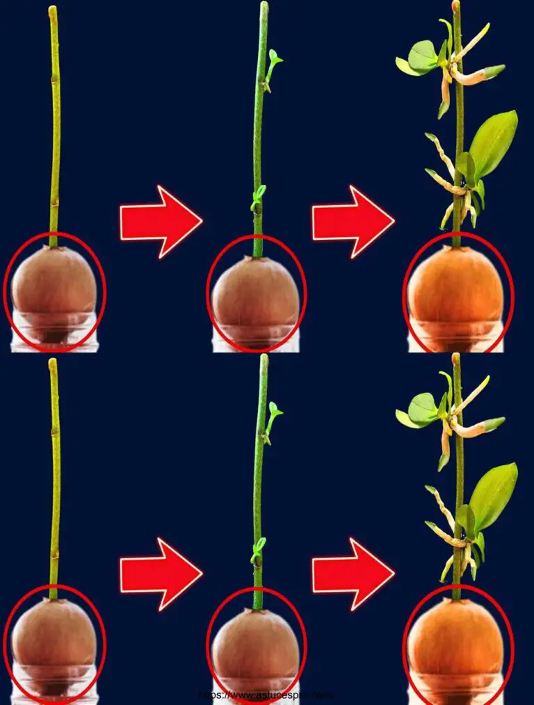 Una cebolla, la orquídea crecerá muchos árboles pequeños en la misma rama