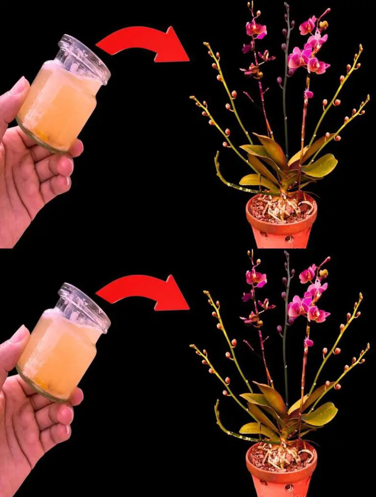 Receta gratuita para hacer florecer todas las plantas en todas las estaciones