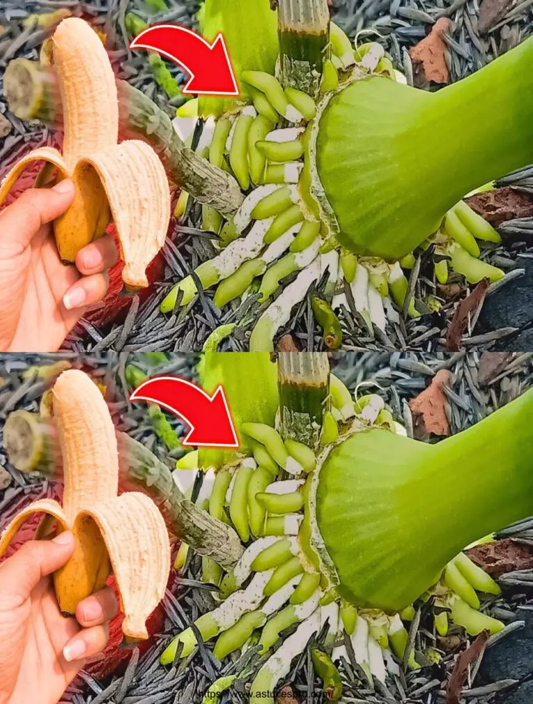 Poner el plátano en la raíz: La orquídea de las 4 estaciones crece milagrosamente