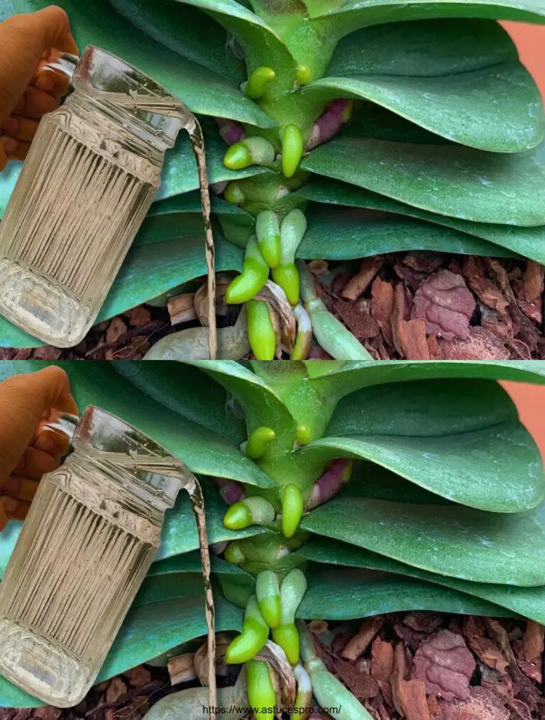 Cómo agua orquídeas bien