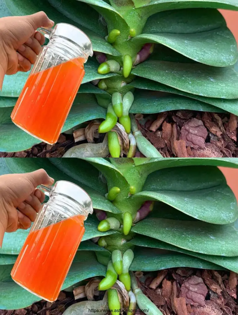 Una taza por mes, para la floración permanente de raíces y flores