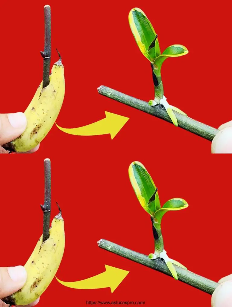 Pocas personas saben cómo diseminar una orquídea rápida con sólo 1 pequeña banana