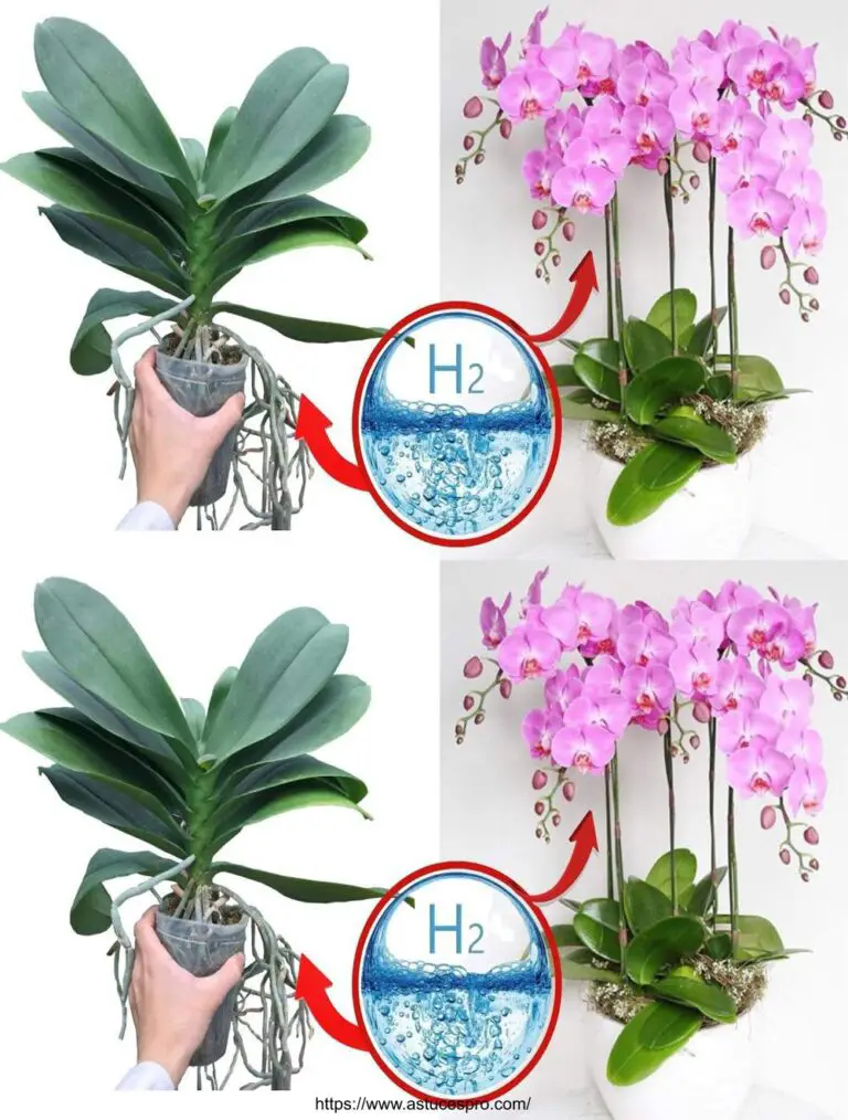 Las orquídeas permanecen hermosas para siempre, si sabes este secreto: simplemente peróxido de hidrógeno