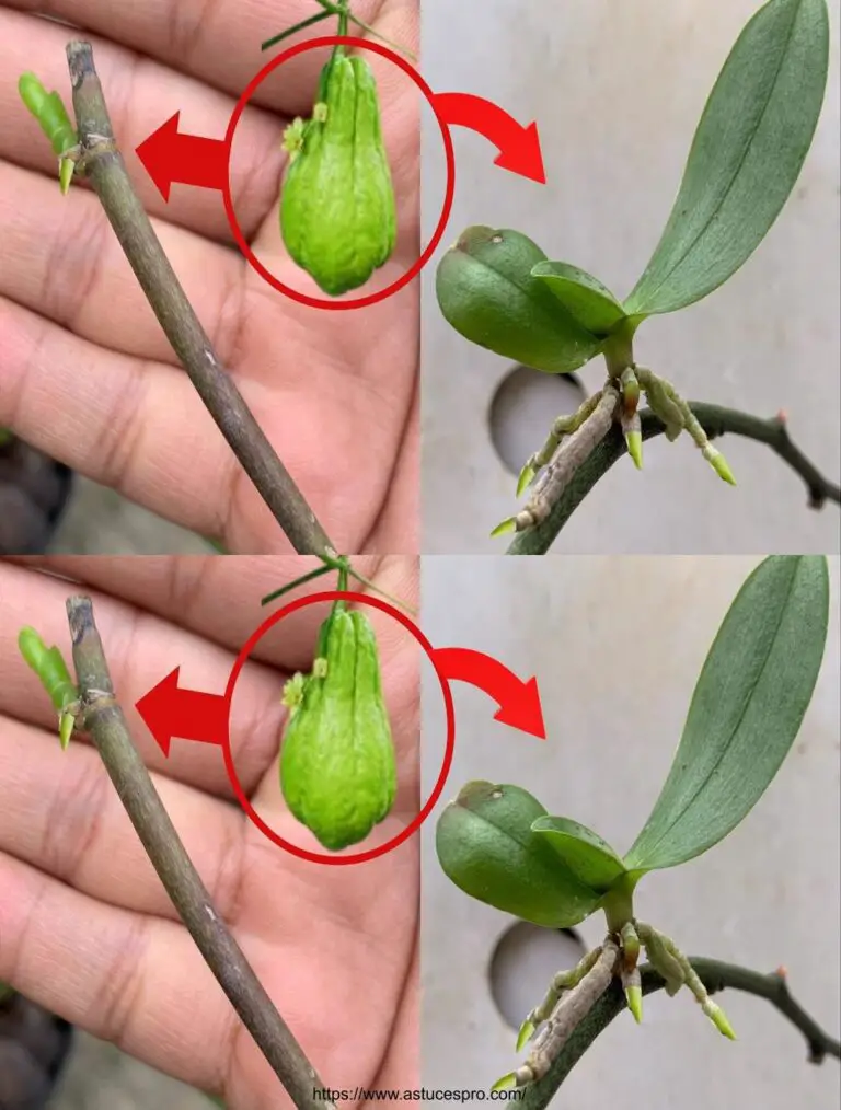 Trate de extender orquídeas de tallos de flores con chayote: ¿quién habría pensado que sería tan fácil?