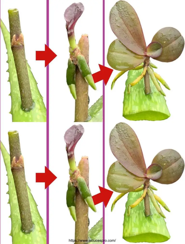 Este Milagro aceleró la rápida propagación de las orquídeas