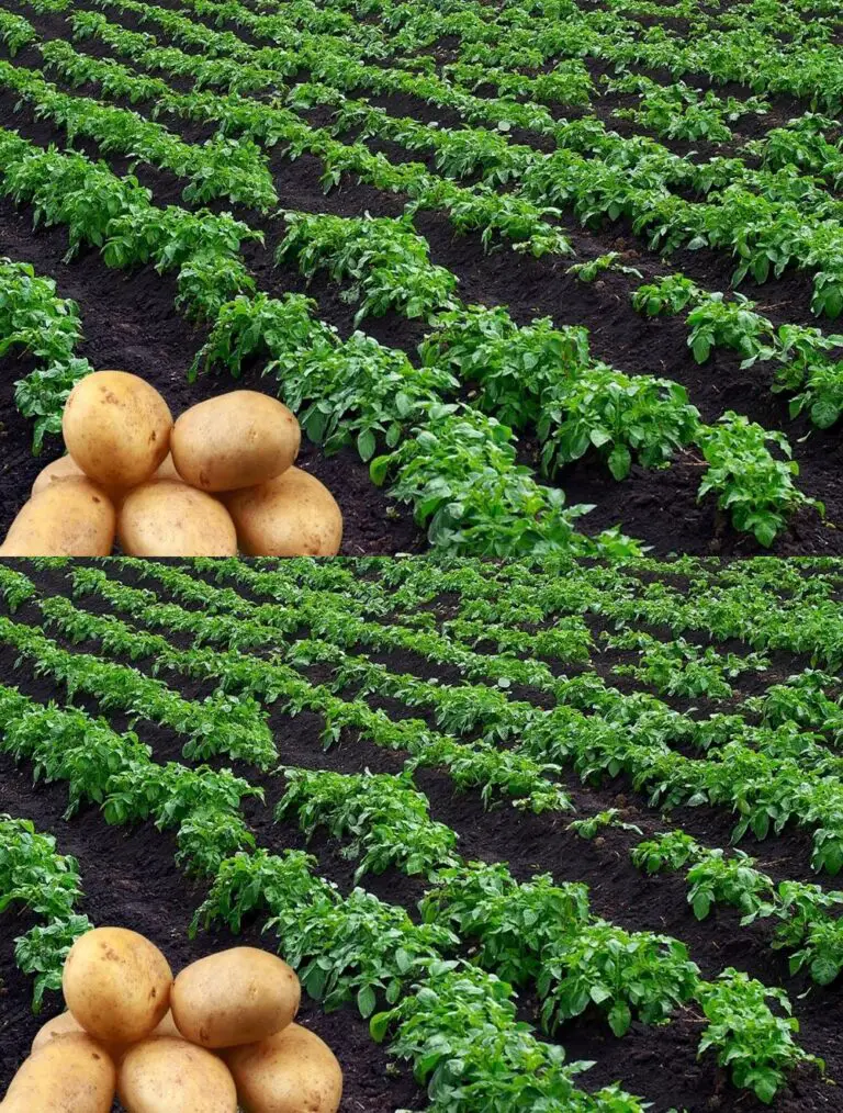 Potatos de Tecnología Agrícola de la Tierra – Cultivar Potatos de la Tierra – Campo de Papas de la Tierra Increíble – Potatos de la Tierra Sorprendente