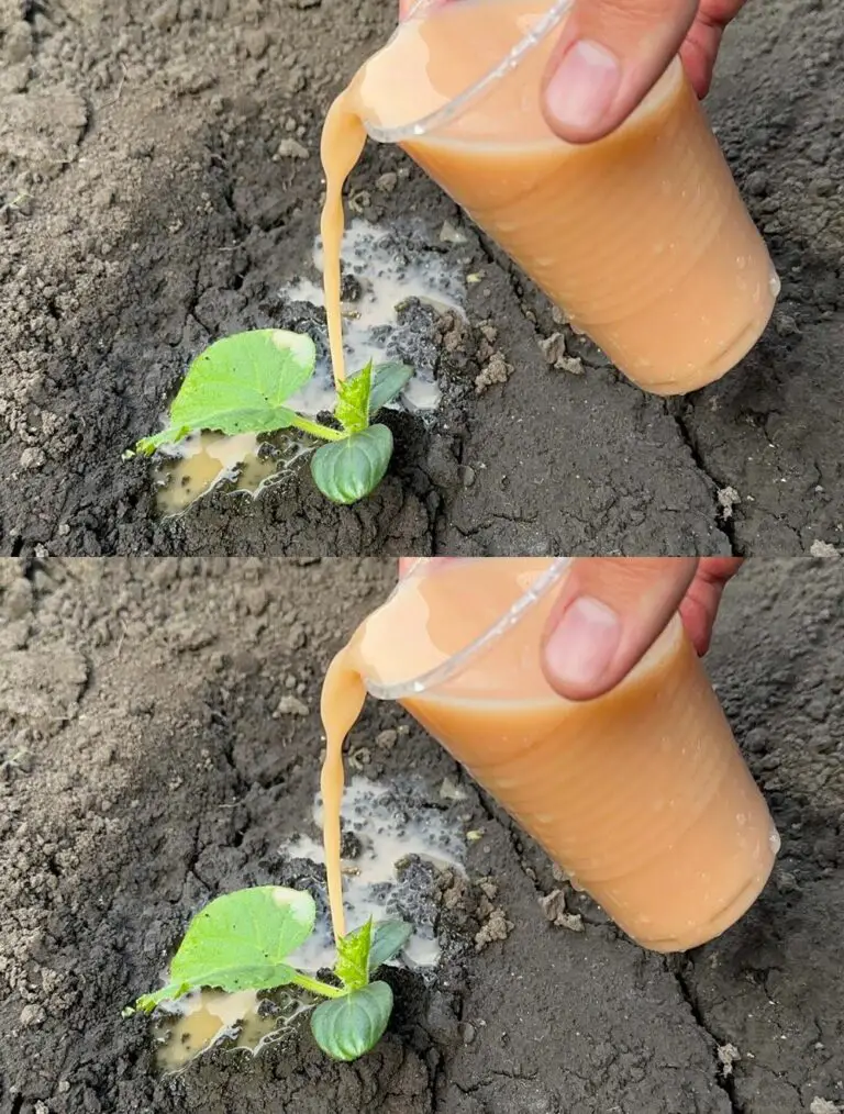 ¡Los pepinos crecerán en un instante! ¡Sólo vierte esto sobre las plantas de pepino!