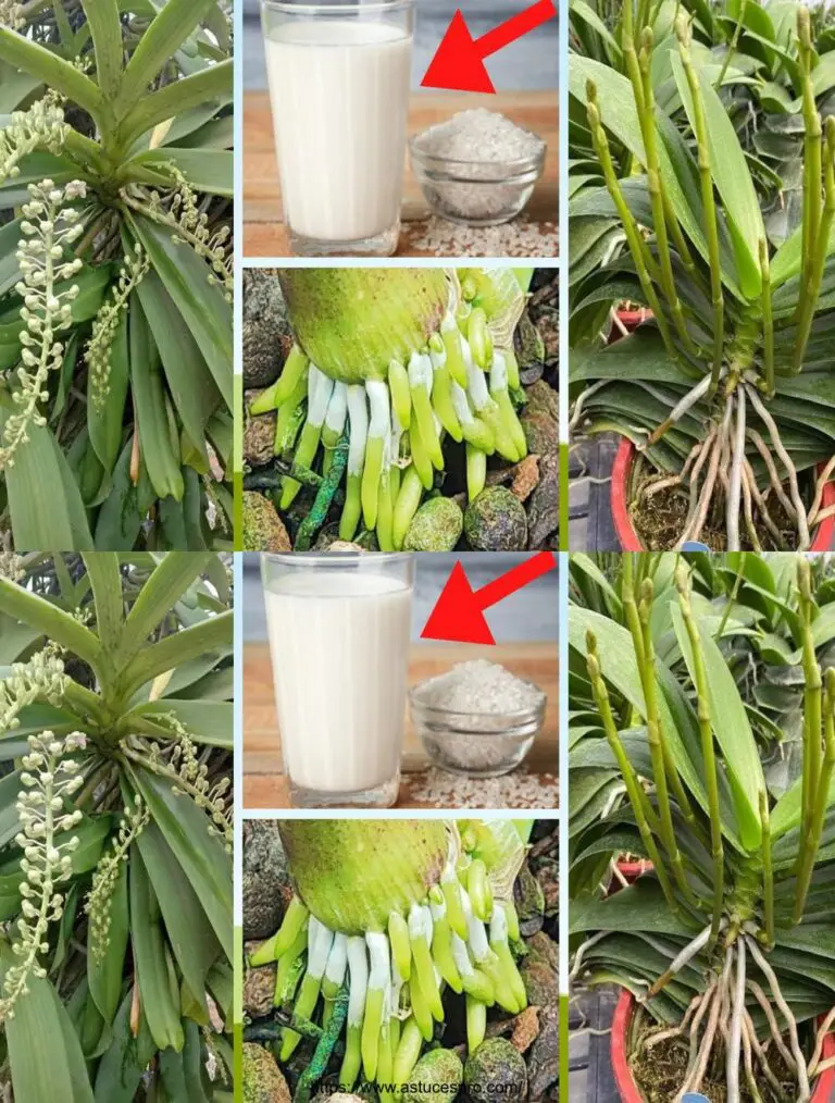 Pocas personas conocen este tipo de agua para irrigar orquídeas con muchas ramas y flores.