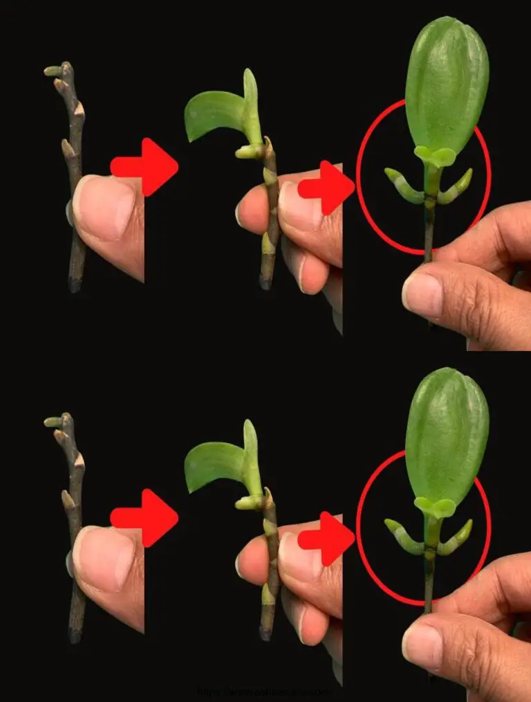 Consejos para la rápida propagación de orquídeas a través de d