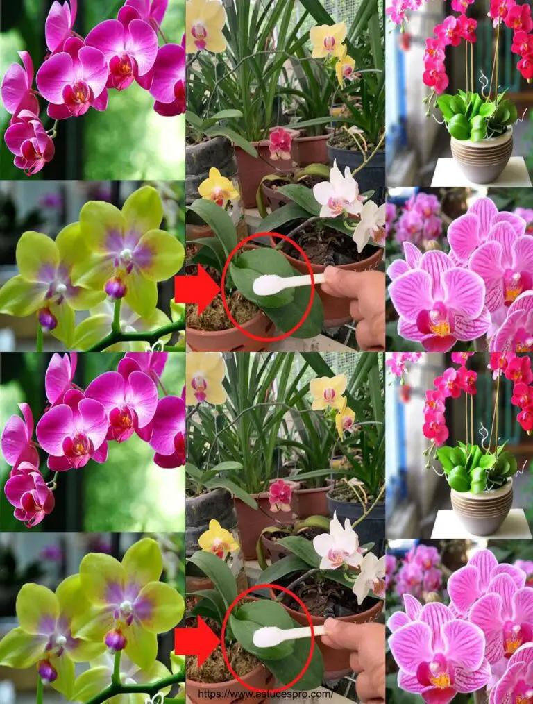 Con sólo 1 cuchara, su orquídea estará sana y florecerá todo el año.