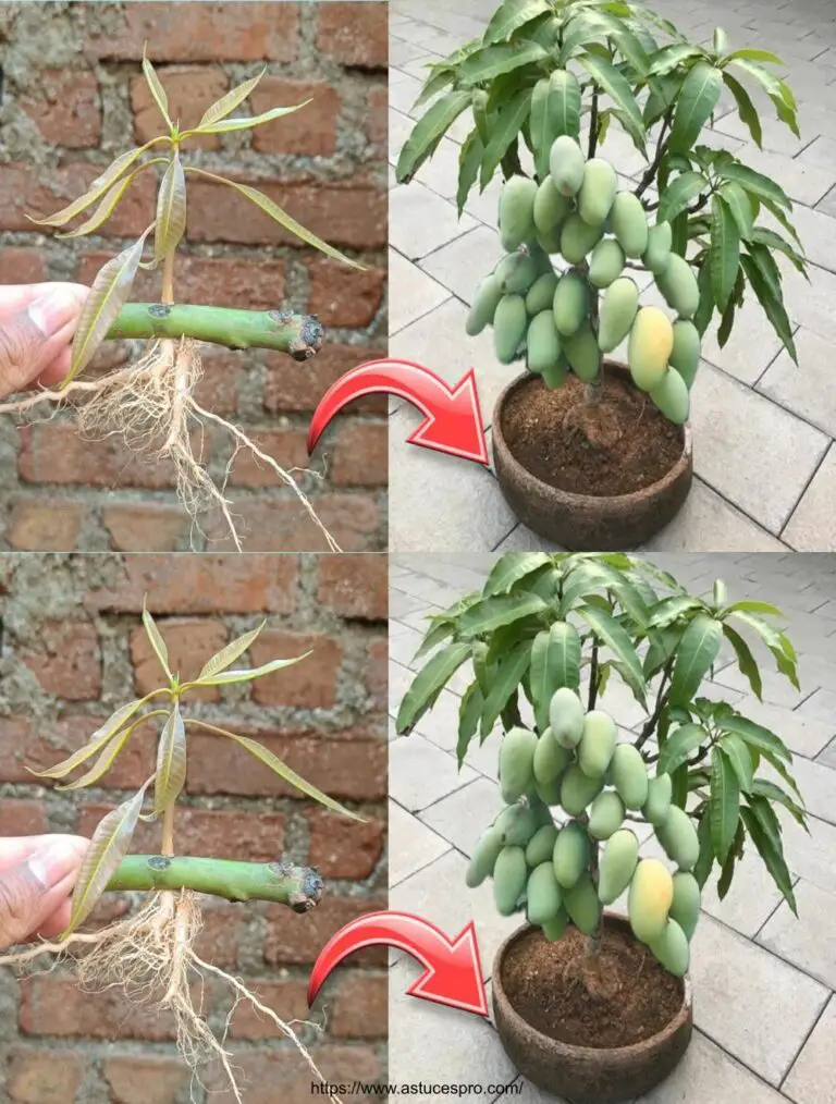 Técnica única para propagar árboles de mango usando cebollas Cómo crecer un árbol de mango en casa