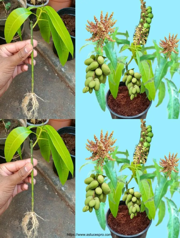 Cómo extender el mango árbol con un plátano