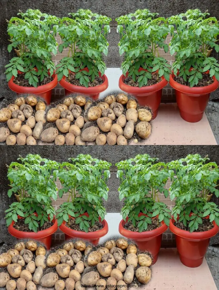 Métodos fantásticos para cultivar papas en casa, fácilmente y con una abundancia de tubérculos