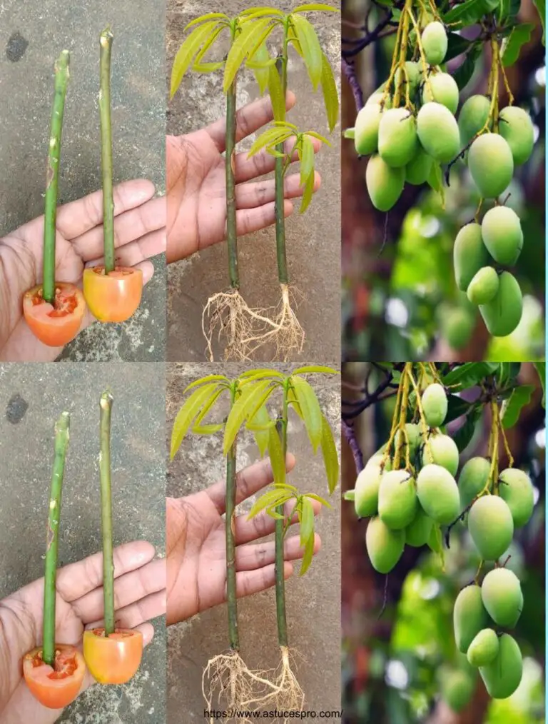 Técnica súper especial para propagar árboles de mango utilizando sólo tomates para estimular árboles grandes dramáticamente