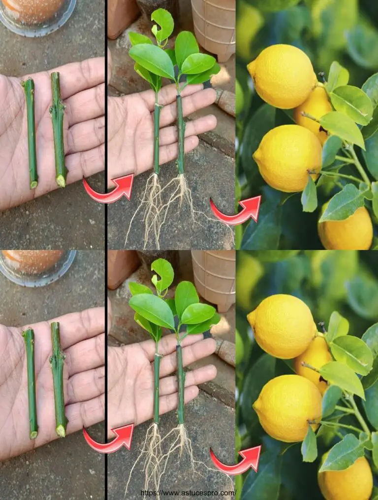 Cómo propagar un árbol de limón de cortes