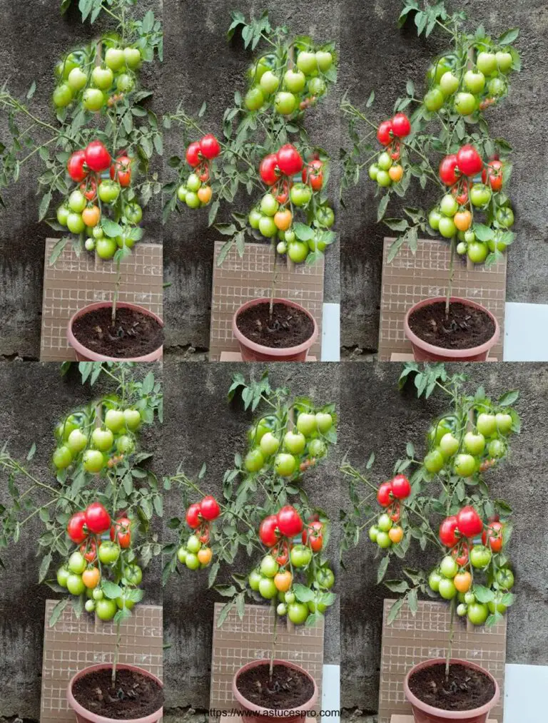 Terminar las carreras: cultivar tomates todo el año!