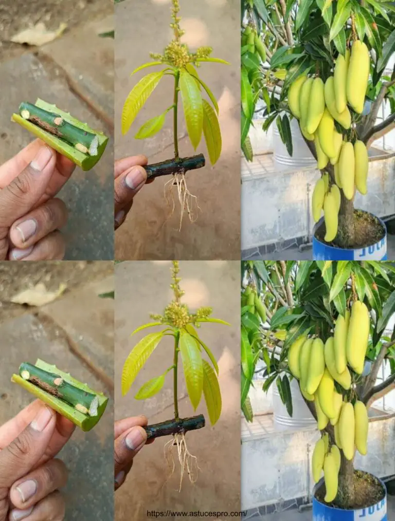 Super Special Method for Propagating Mangoes Using Aloe Vera only to Help Tree Produce Fruits Quickly